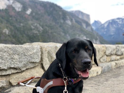 Brindle Lab sitting in front of Yosemite mountains 